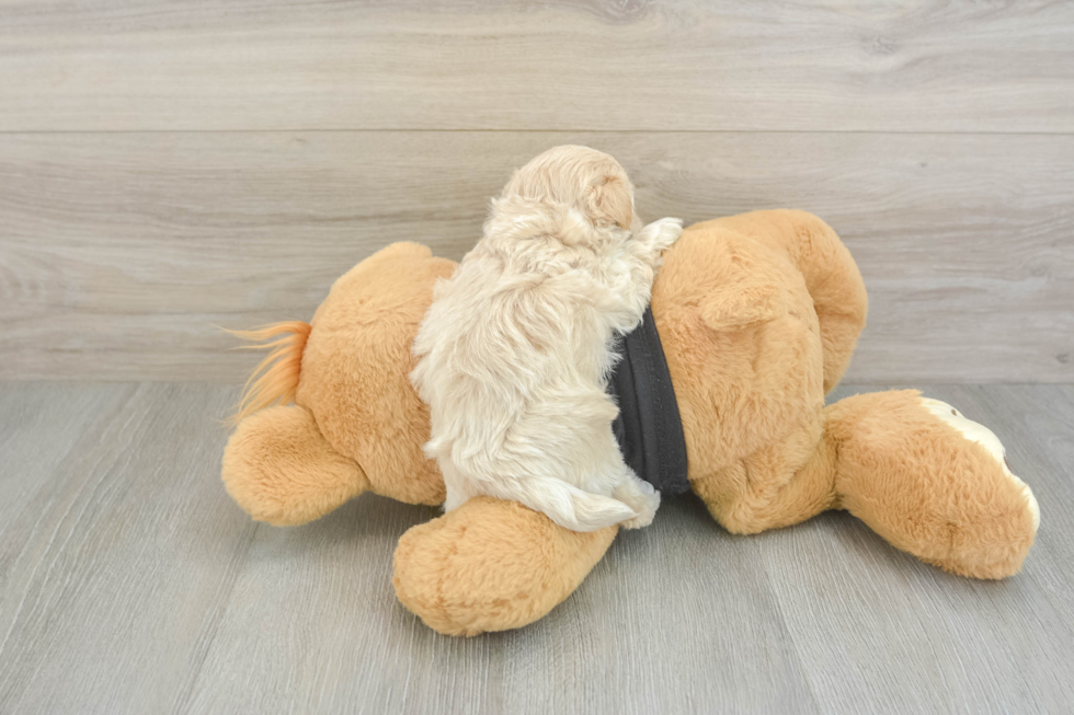 Maltipoo Puppy for Adoption