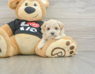 8 week old Maltipoo Puppy For Sale - Premier Pups