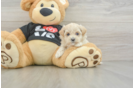 Smart Maltipoo Poodle Mix Pup