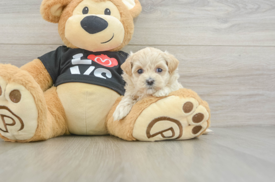 Smart Maltipoo Poodle Mix Pup