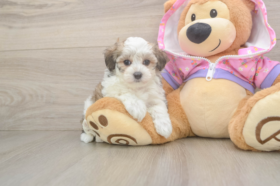 6 week old Maltipoo Puppy For Sale - Premier Pups