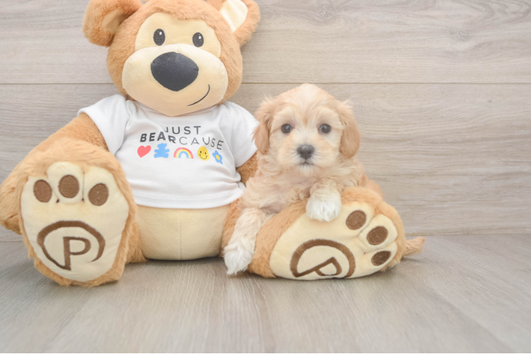 Maltipoo Puppy for Adoption