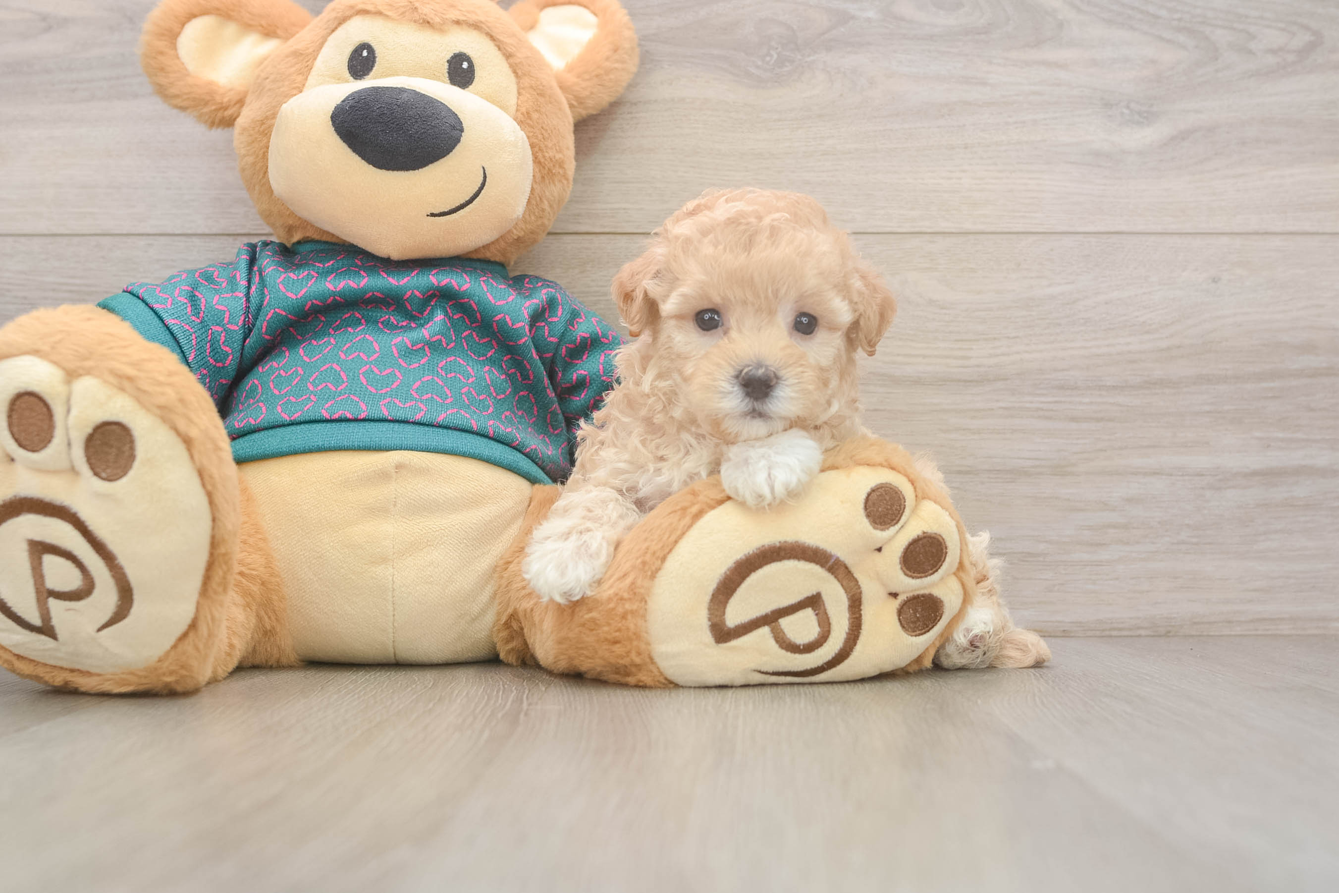 Adorable Multipoo Poodle Mix Puppy