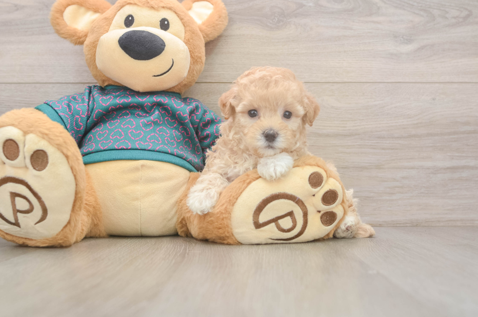 5 week old Maltipoo Puppy For Sale - Premier Pups