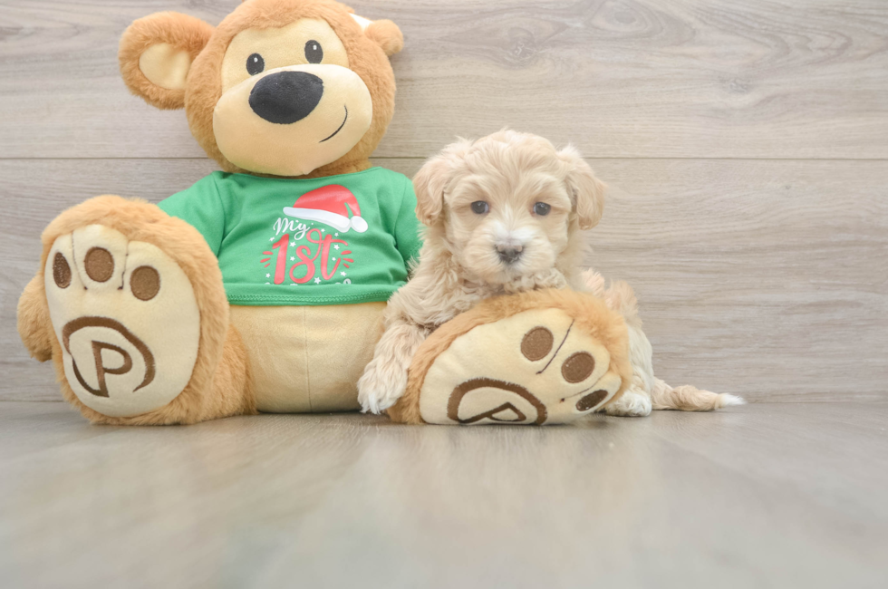 5 week old Maltipoo Puppy For Sale - Premier Pups