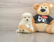 8 week old Maltipoo Puppy For Sale - Premier Pups