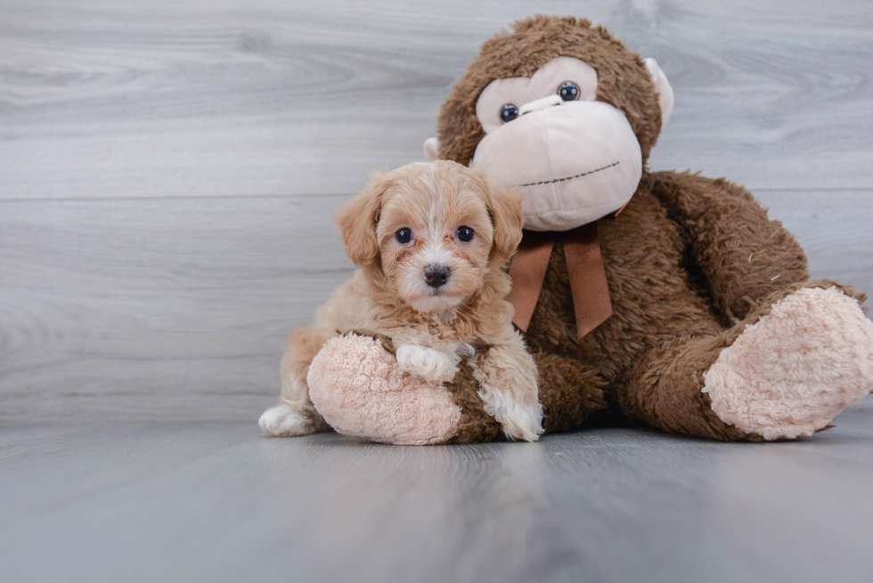 Smart Maltipoo Poodle Mix Pup