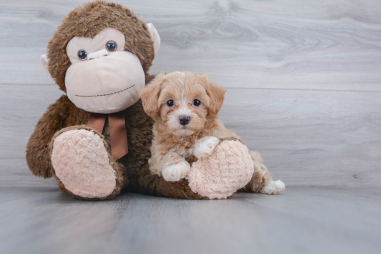 Best Maltipoo Baby