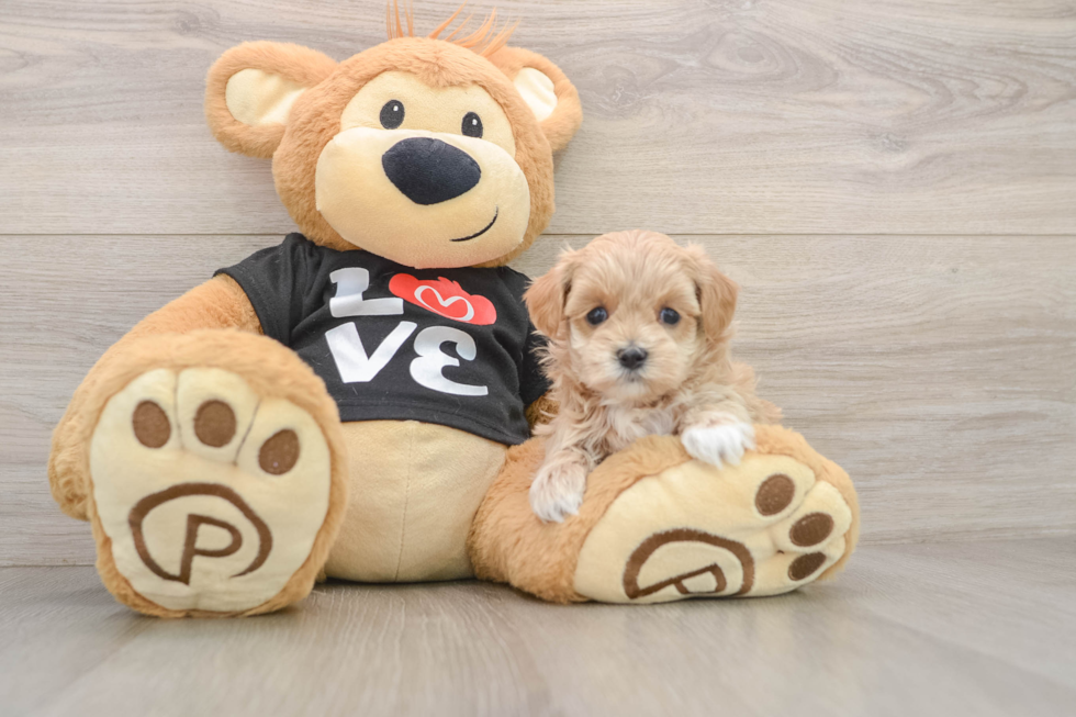 Fluffy Maltipoo Poodle Mix Pup