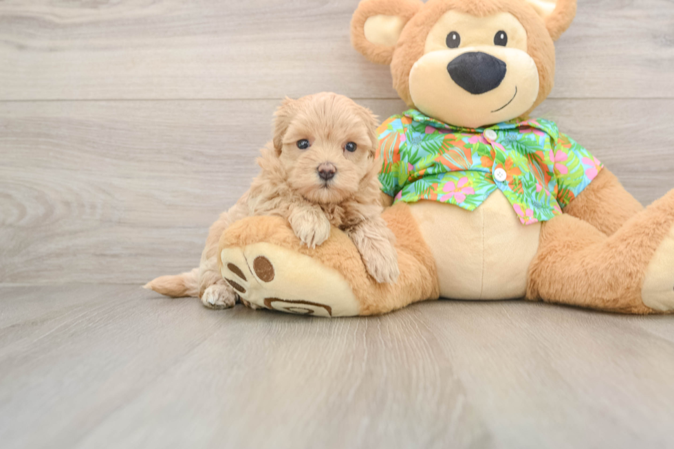 Maltipoo Pup Being Cute
