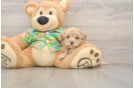 Sweet Maltipoo Baby