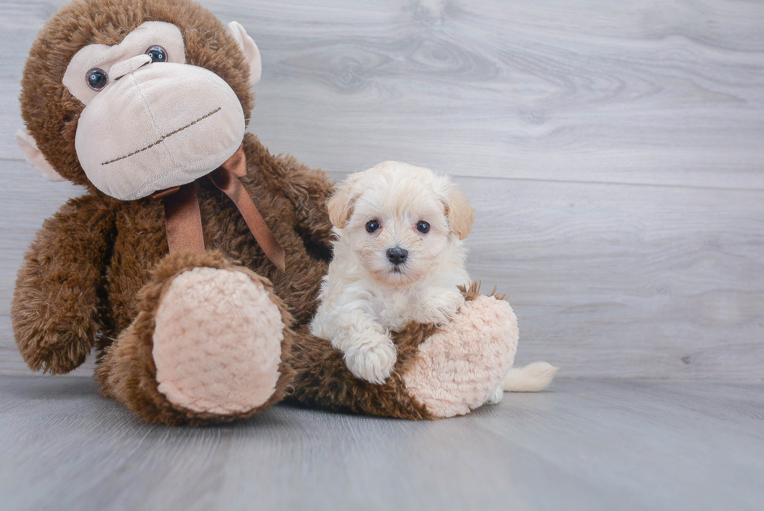 Little Maltese Poodle Poodle Mix Puppy