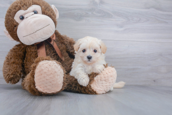 Little Maltese Poodle Poodle Mix Puppy