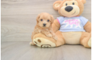 Maltipoo Puppy for Adoption