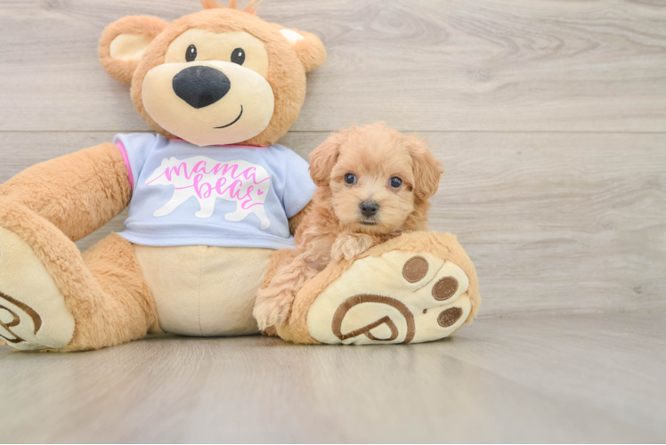 Friendly Maltipoo Baby