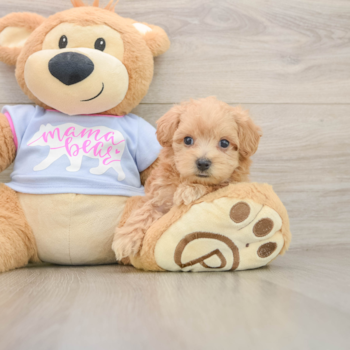 Friendly Maltipoo Baby