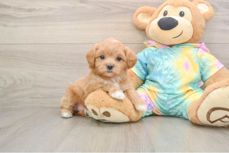 Happy Maltipoo Baby