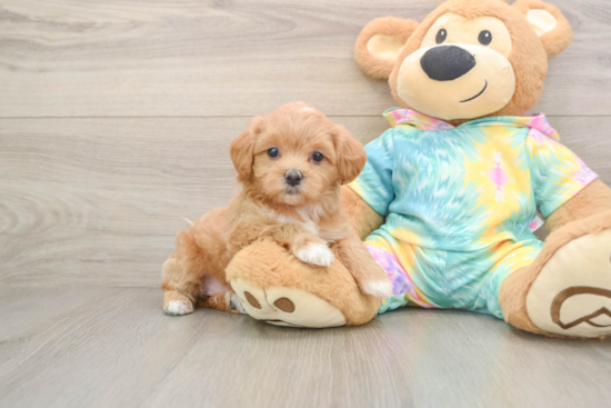 Happy Maltipoo Baby