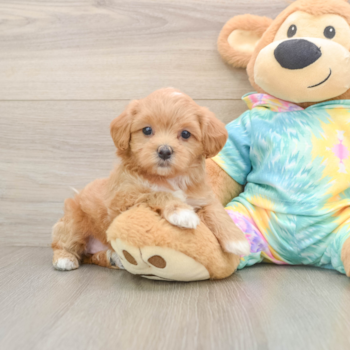 Happy Maltipoo Baby