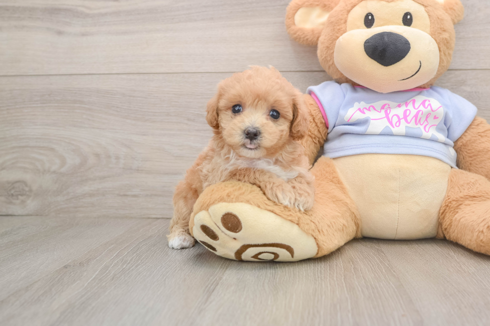 Popular Maltipoo Poodle Mix Pup