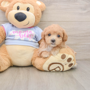 Maltipoo Pup Being Cute
