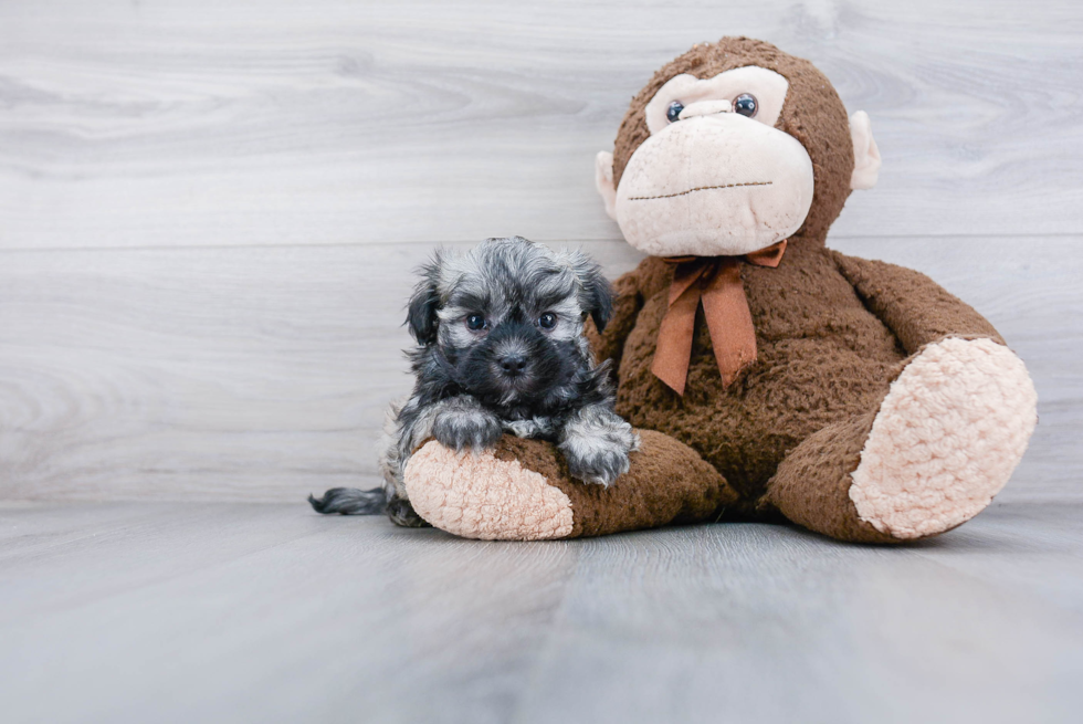 Small Maltipoo Baby