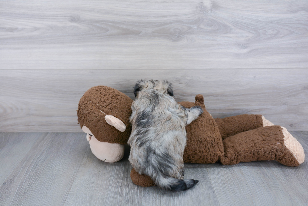 Maltipoo Pup Being Cute