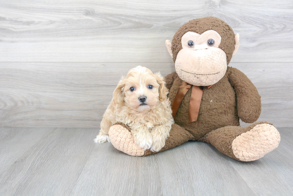 Maltipoo Puppy for Adoption