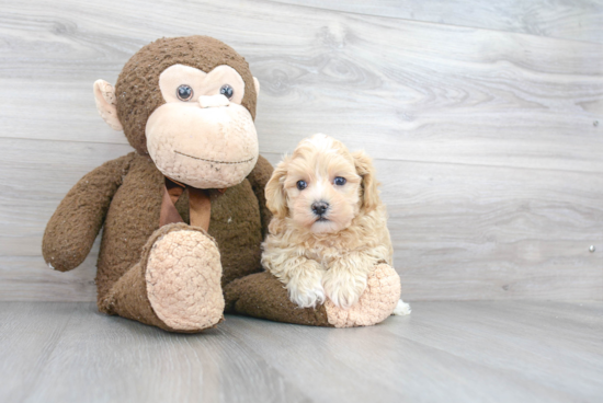 Small Maltipoo Baby