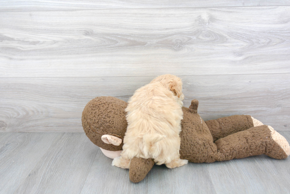 Maltipoo Pup Being Cute