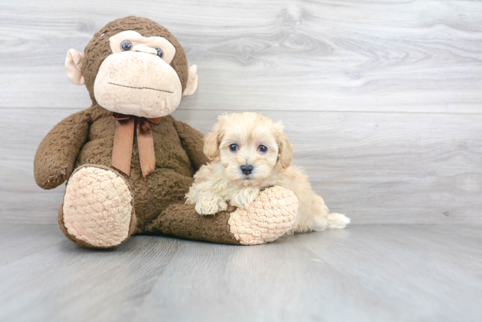 Best Maltipoo Baby