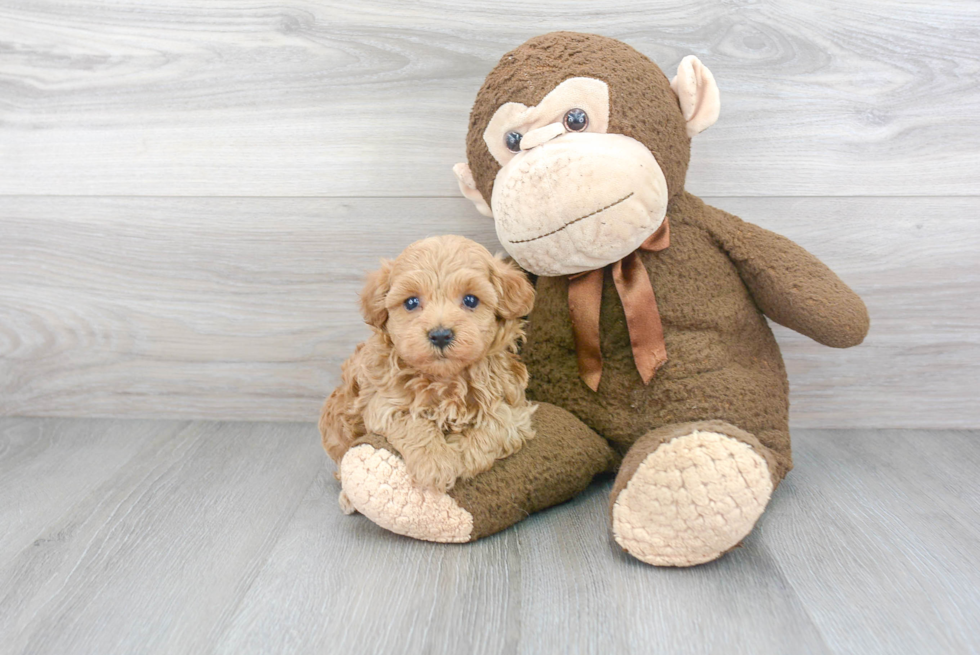 Maltipoo Pup Being Cute