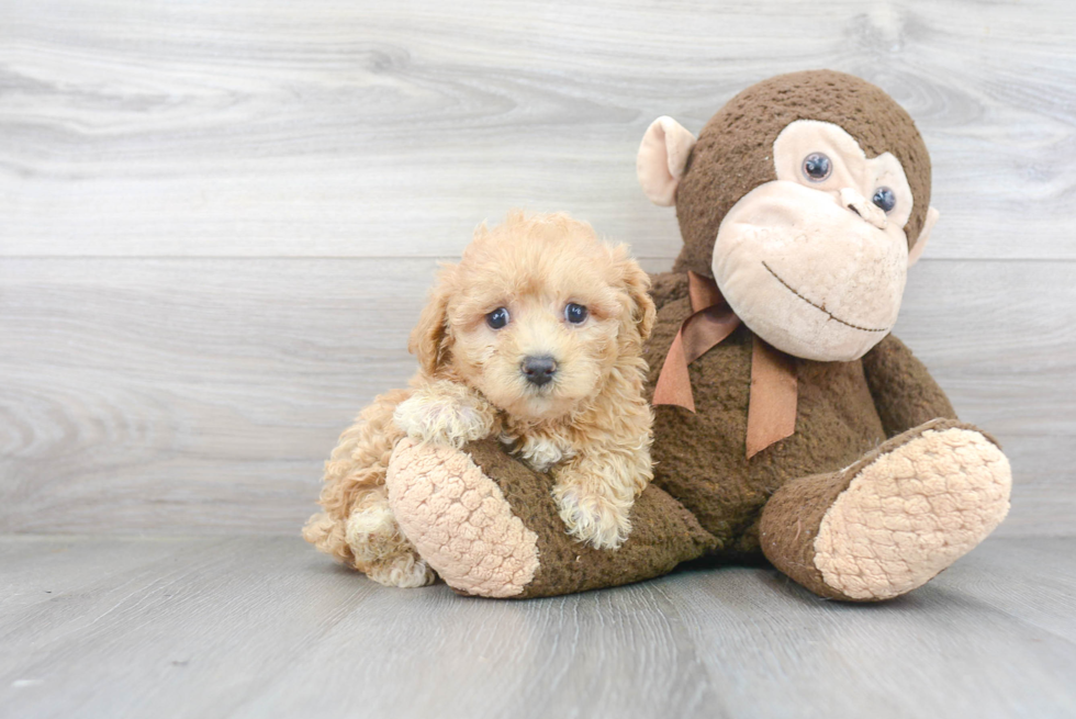 Little Maltese Poodle Poodle Mix Puppy