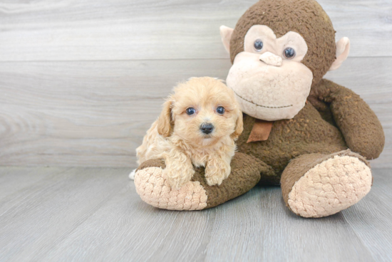 Friendly Maltipoo Baby