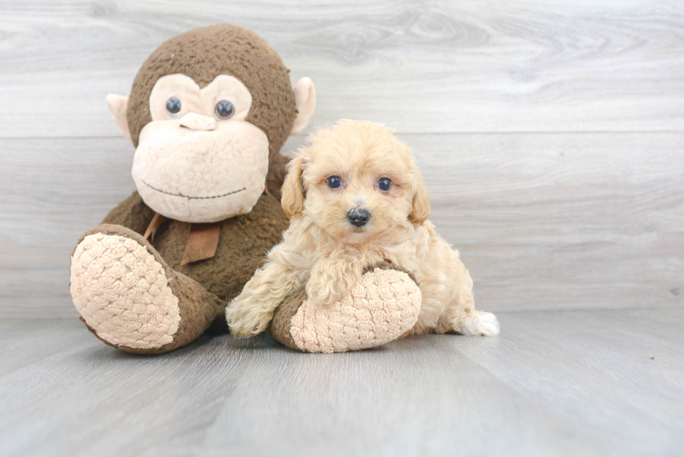 Maltipoo Puppy for Adoption