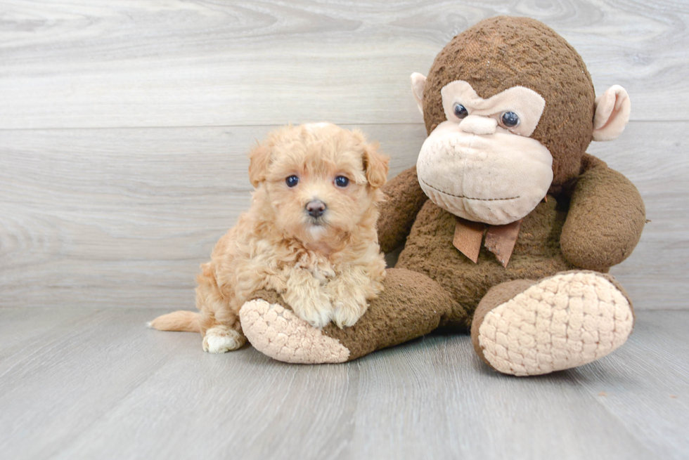 Smart Maltipoo Poodle Mix Pup