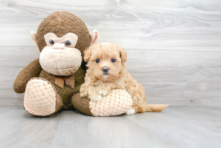 Funny Maltipoo Poodle Mix Pup