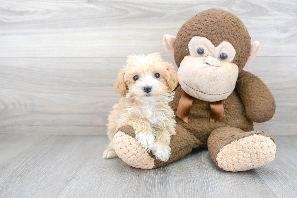 Sweet Maltipoo Baby