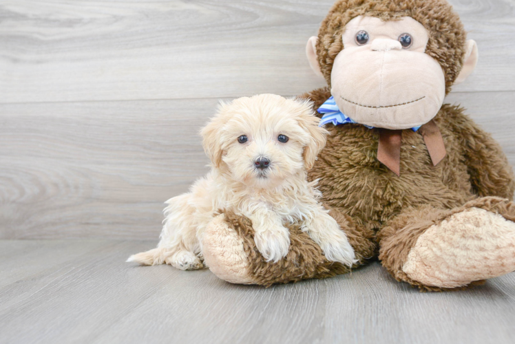 Maltipoo Pup Being Cute