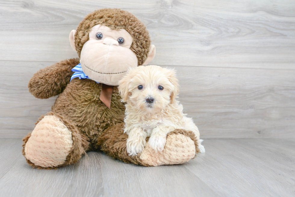 Maltipoo Puppy for Adoption