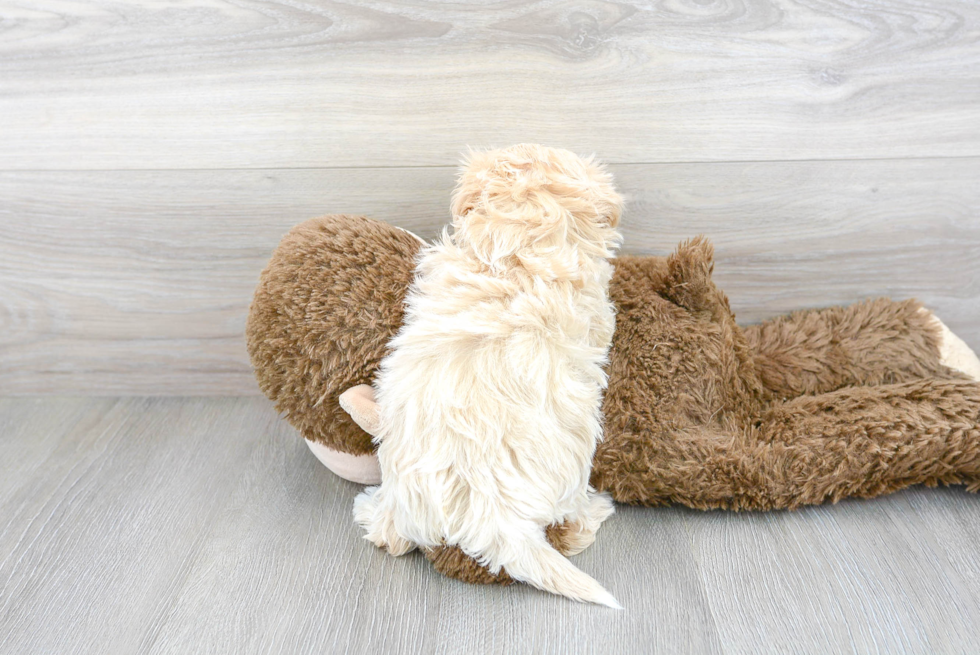 Friendly Maltipoo Baby