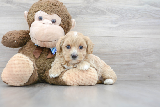 Maltipoo Puppy for Adoption