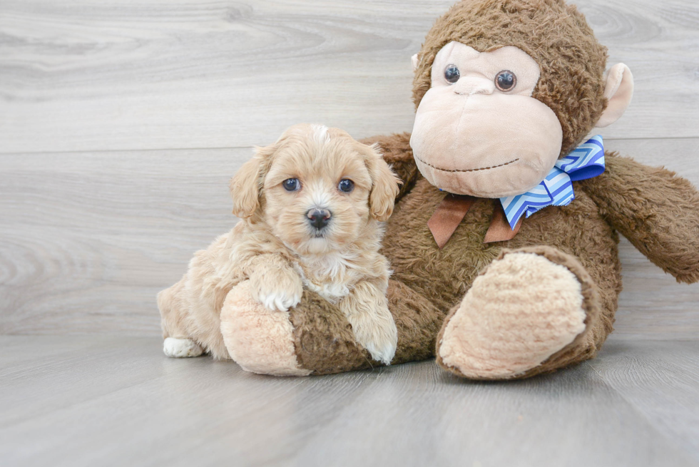 Energetic Maltese Poodle Poodle Mix Puppy