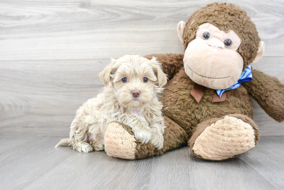 Maltipoo Pup Being Cute