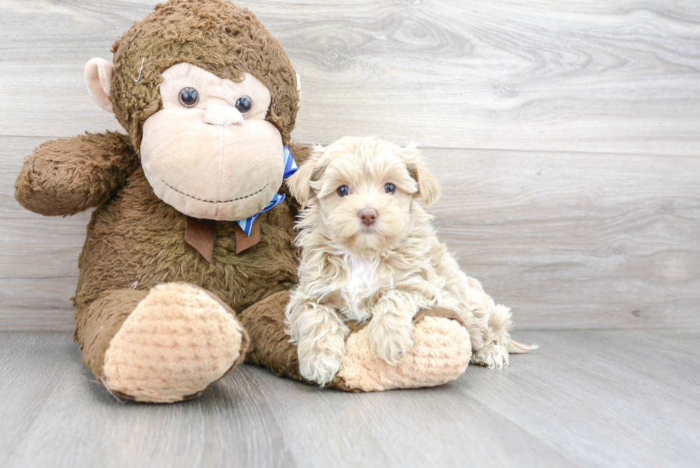 Funny Maltipoo Poodle Mix Pup