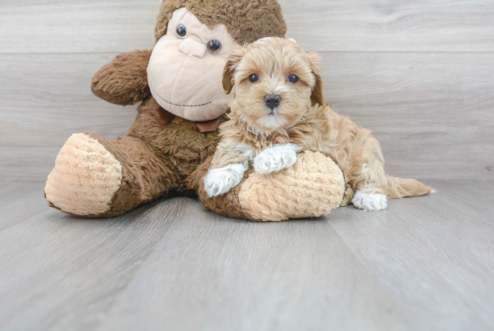 Petite Maltipoo Poodle Mix Pup