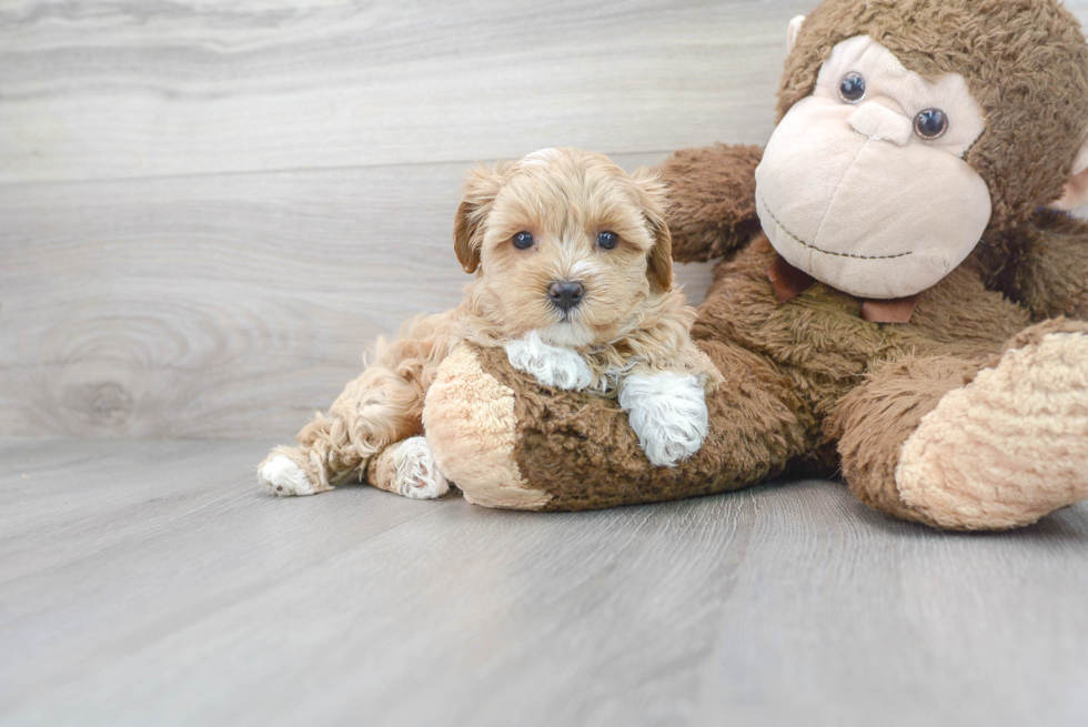 Playful Maltese Poodle Poodle Mix Puppy