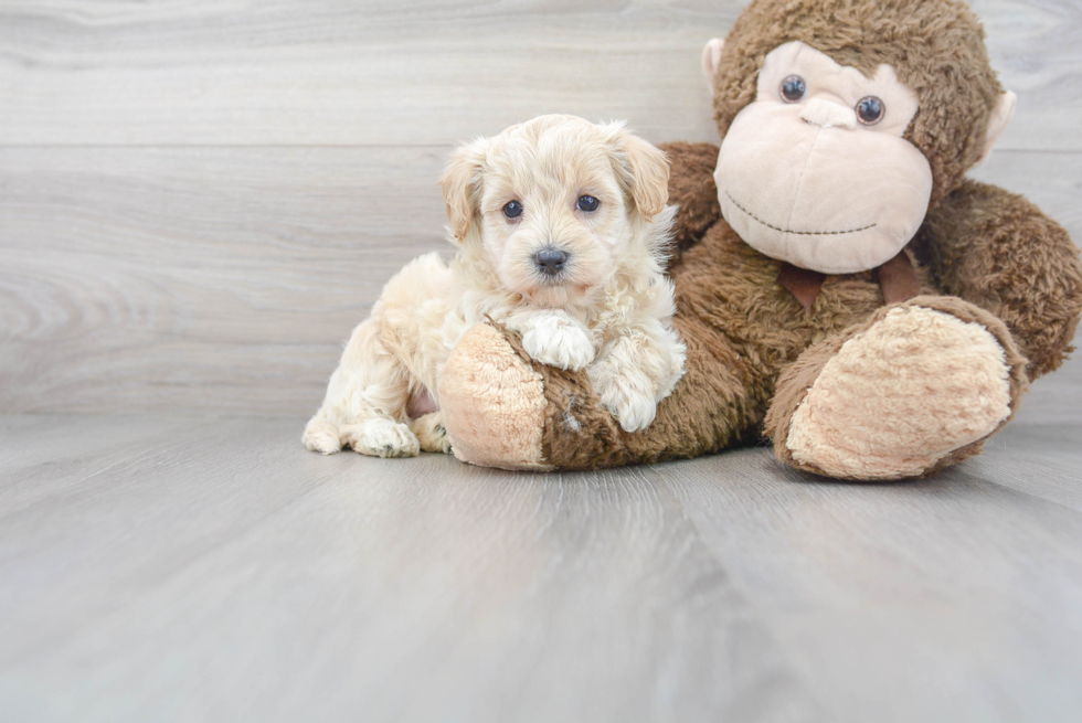 Petite Maltipoo Poodle Mix Pup