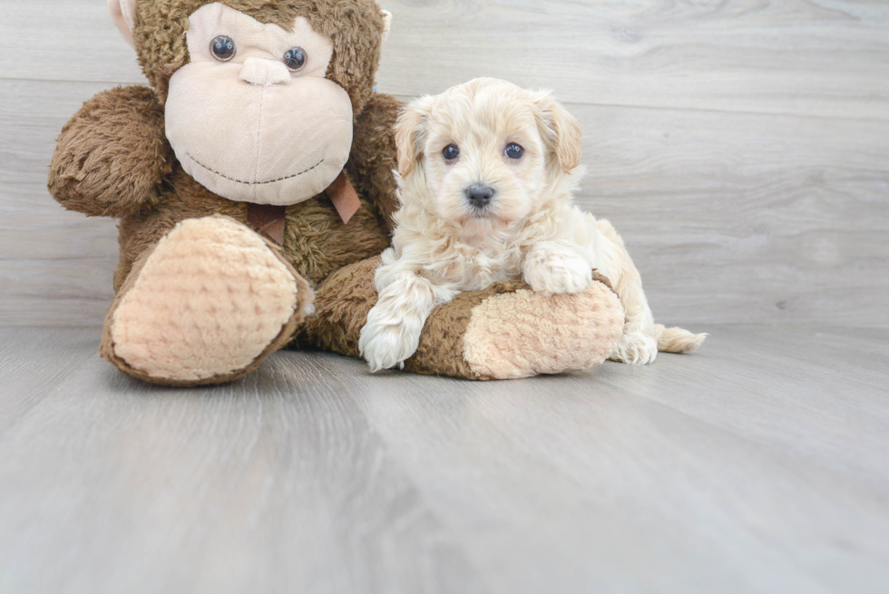 Maltipoo Puppy for Adoption