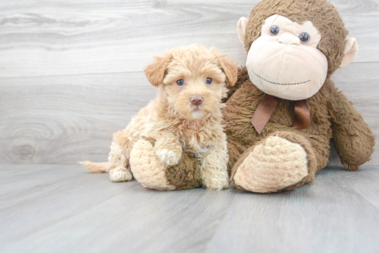 Maltipoo Puppy for Adoption